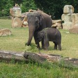 Výlet do ZOO Praha